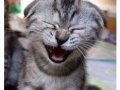 cat-smile.jpg